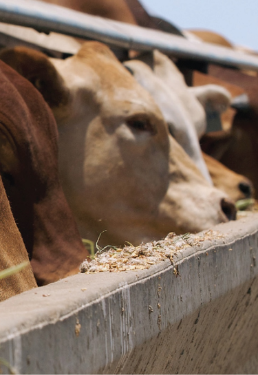 Make The Beef Supply Chain Your Most Powerful Advantage