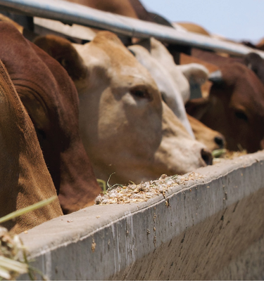 Make The Beef Supply Chain Your Most Powerful Advantage