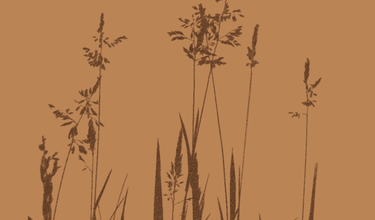 澳洲和牛：赢得食客青睐的实用方法