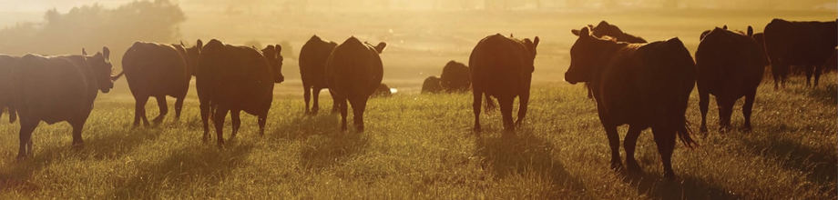 Breeding Trust With Safety Standards