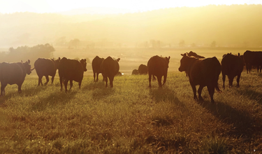 以安全标准建立信任