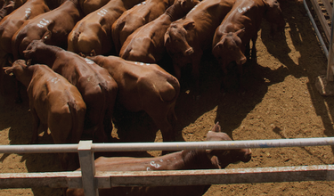 Bring The Cycle to Life: Understanding South Australia's cattle lifecycle