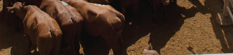 Bring The Cycle to Life: Understanding South Australia's cattle lifecycle