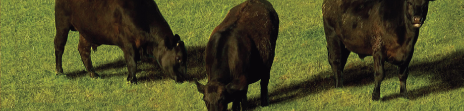 From Weaner to Yearling: The Northern Cattle Lifecycle